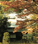 Golden leaves by the Hall in Autumn